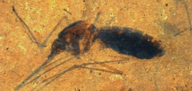 Fossilized Mosquito