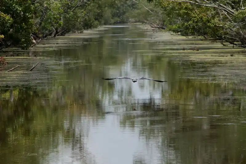 Swamp